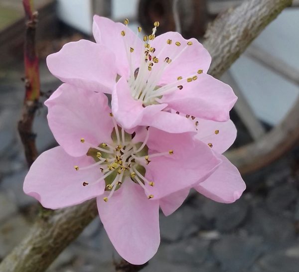 Weinbergpfirsich in der Blüte