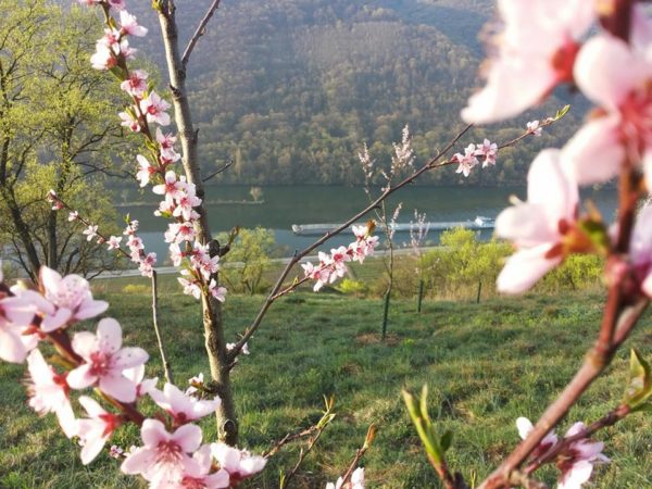 Weinbergpfirsich auf den Moselhöhen