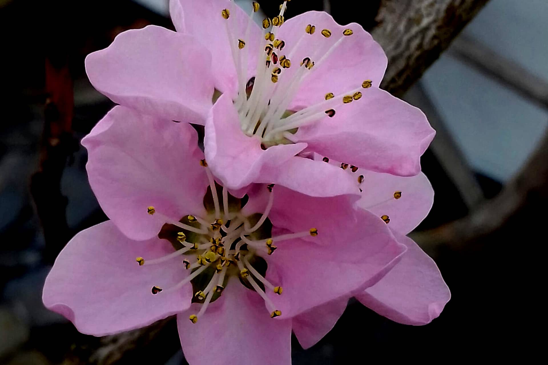 Weinbergpfirsich Blüte
